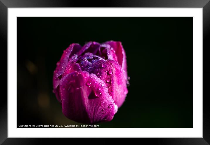 Morning dew on the Tulip flower Framed Mounted Print by Steve Hughes