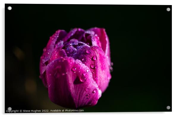 Morning dew on the Tulip flower Acrylic by Steve Hughes