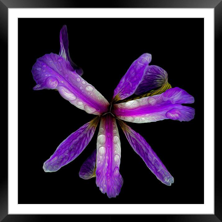 Purple Iris Framed Mounted Print by David McGeachie