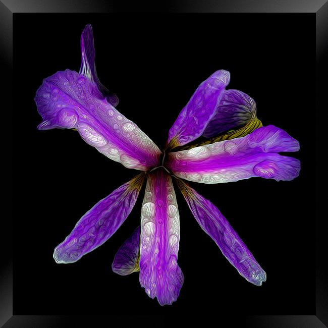 Purple Iris Framed Print by David McGeachie