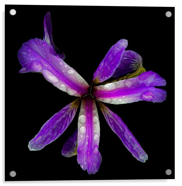 Purple Iris Acrylic by David McGeachie