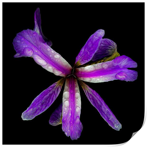 Purple Iris Print by David McGeachie