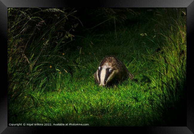 Badger Framed Print by Nigel Wilkins