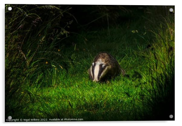 Badger Acrylic by Nigel Wilkins