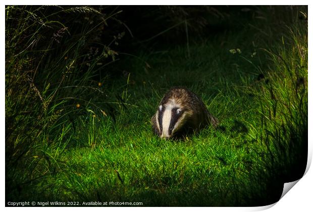 Badger Print by Nigel Wilkins
