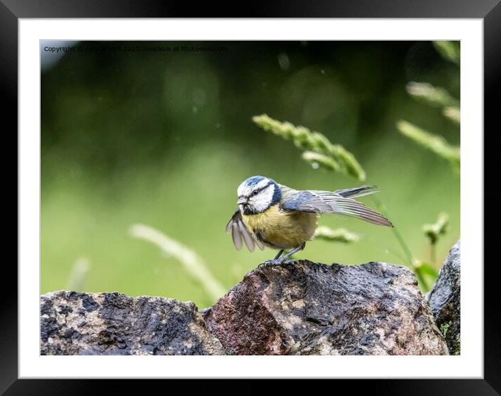 Blue Tit. Framed Mounted Print by Angela Aird