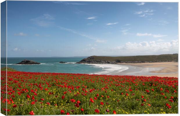 Red poppies, West Pentire  Cornwall Canvas Print by kathy white