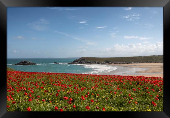 Red poppies, West Pentire  Cornwall Framed Print by kathy white