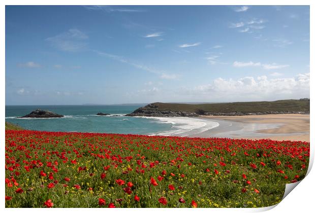 Red poppies, West Pentire  Cornwall Print by kathy white