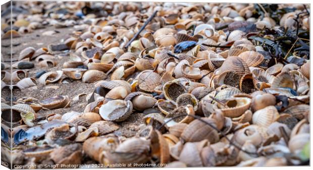 Close up of colourful old shells on a beach of various shapes and sizes Canvas Print by SnapT Photography