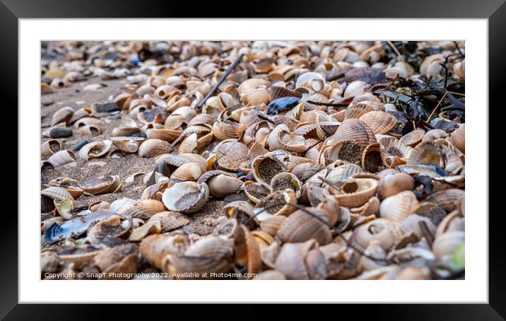 Close up of colourful old shells on a beach of various shapes and sizes Framed Mounted Print by SnapT Photography
