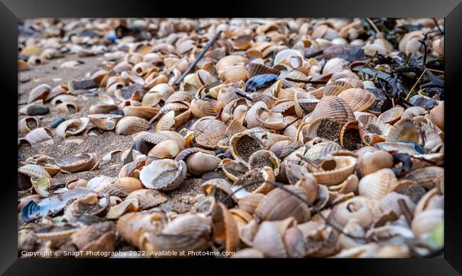 Close up of colourful old shells on a beach of various shapes and sizes Framed Print by SnapT Photography