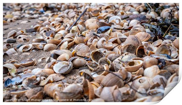 Close up of colourful old shells on a beach of various shapes and sizes Print by SnapT Photography