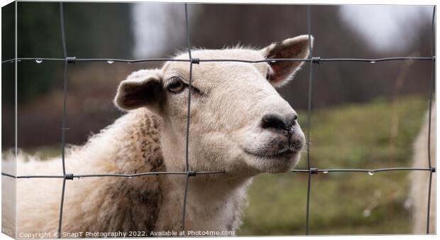 A close up of a Scottish female sheep looking through a wire fence in winter Canvas Print by SnapT Photography