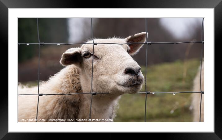A close up of a Scottish female sheep looking through a wire fence in winter Framed Mounted Print by SnapT Photography