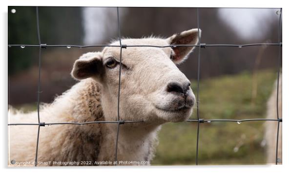 A close up of a Scottish female sheep looking through a wire fence in winter Acrylic by SnapT Photography