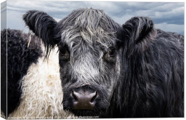 A close up of Belted Galloway Cows face Canvas Print by SnapT Photography