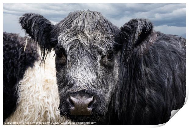 A close up of Belted Galloway Cows face Print by SnapT Photography