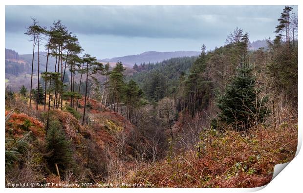 Glen of the Bar viewpoint in Autumn beside The Queen's Way, Galloway Forest Print by SnapT Photography