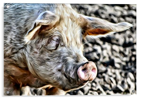 A Close Up Of A Pig (Digital Art Version) Acrylic by Kevin Maughan