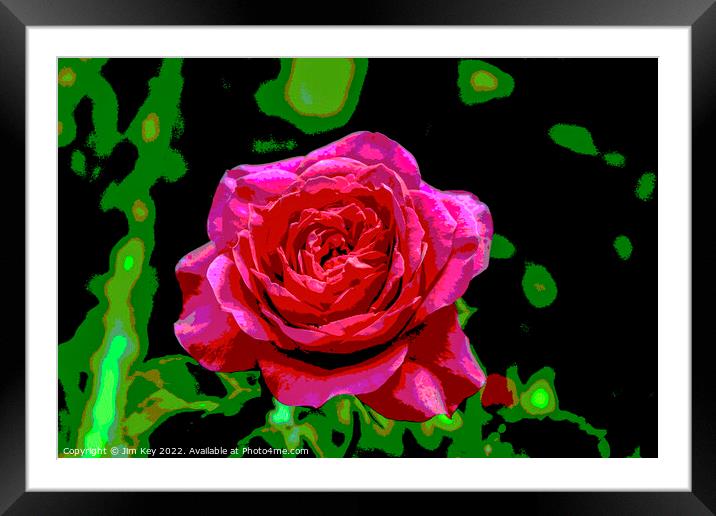 Red Rose  Framed Mounted Print by Jim Key