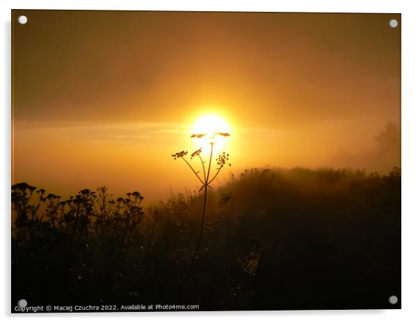 The Sun Rising Over Grasslands Acrylic by Maciej Czuchra