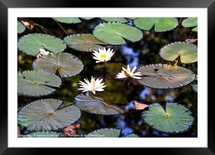 Water Lily pond Framed Mounted Print by Vassos Kyriacou
