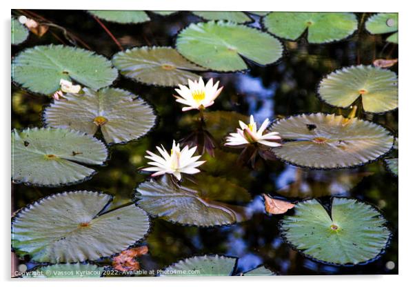 Water Lily pond Acrylic by Vassos Kyriacou