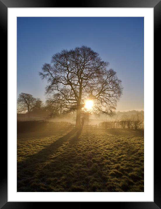 Morning Sunlight  Framed Mounted Print by Andy Dean
