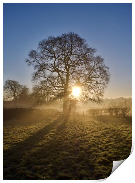 Morning Sunlight  Print by Andy Dean