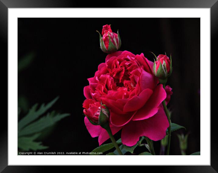 red Rose Framed Mounted Print by Alan Crumlish