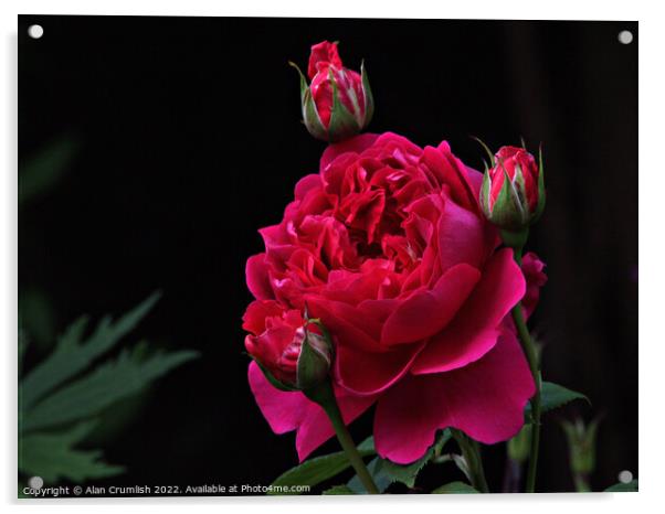 red Rose Acrylic by Alan Crumlish