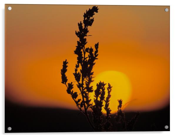 Golden Sunrise with Silhouette of a plant.  Acrylic by Andy Dean