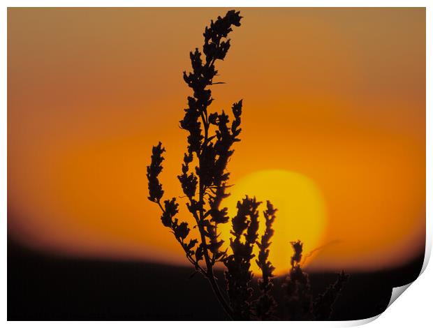 Golden Sunrise with Silhouette of a plant.  Print by Andy Dean