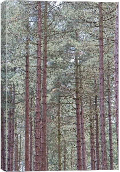 Tall Pine Trees, Sherwood Forest Canvas Print by Rob Cole