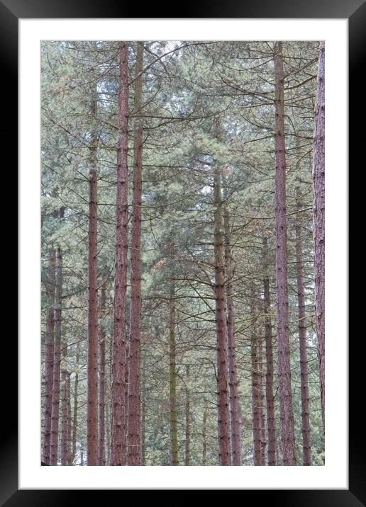 Tall Pine Trees, Sherwood Forest Framed Mounted Print by Rob Cole
