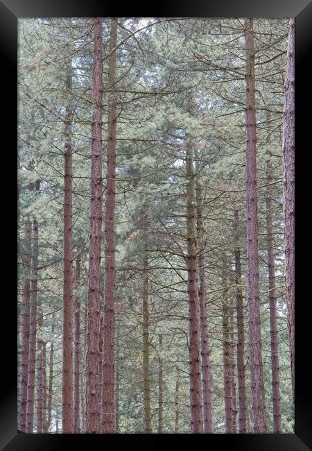 Tall Pine Trees, Sherwood Forest Framed Print by Rob Cole