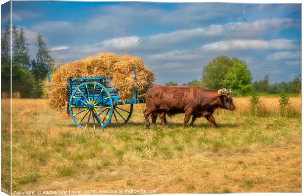 Old fashioned haymaking with Landais cattle Canvas Print by Rachel Goodinson