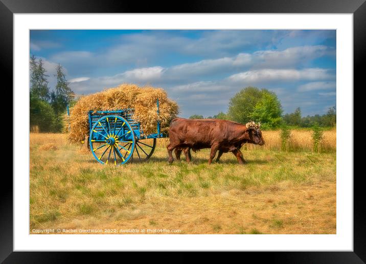 Old fashioned haymaking with Landais cattle Framed Mounted Print by Rachel Goodinson