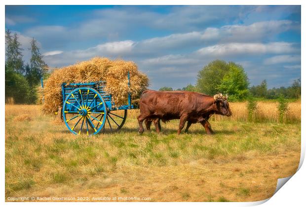 Old fashioned haymaking with Landais cattle Print by Rachel Goodinson