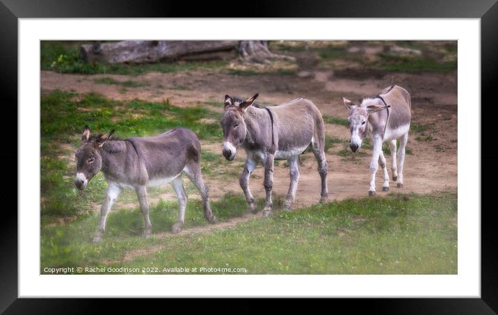 Donkeys trotting through the dust Framed Mounted Print by Rachel Goodinson