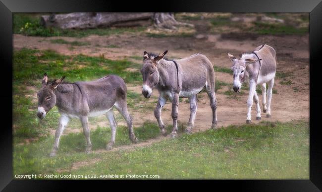 Donkeys trotting through the dust Framed Print by Rachel Goodinson