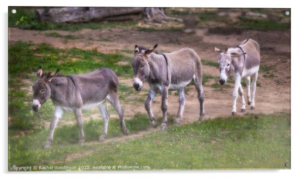 Donkeys trotting through the dust Acrylic by Rachel Goodinson