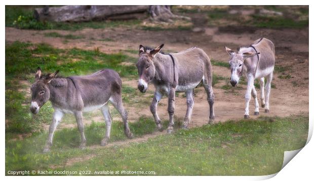 Donkeys trotting through the dust Print by Rachel Goodinson