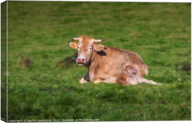 A Limousin Blanc cow and newborn calf relaxing in the sun Canvas Print by Rachel Goodinson