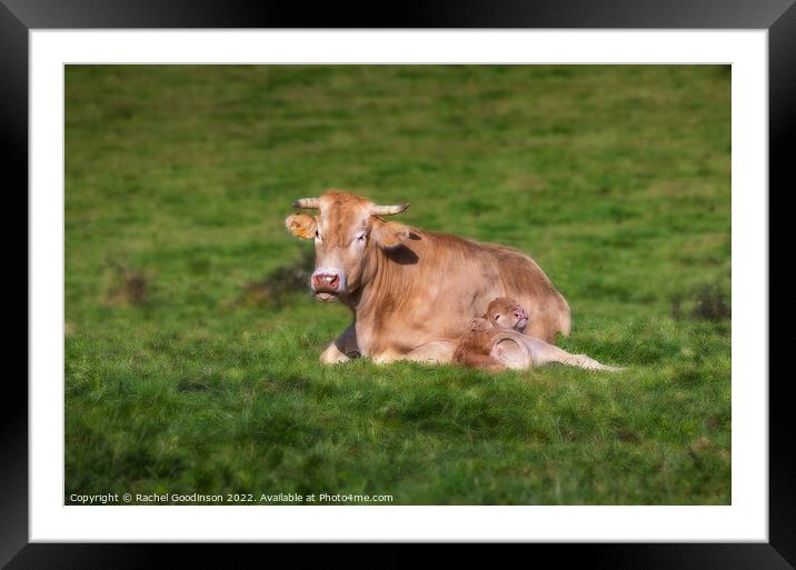 A Limousin Blanc cow and newborn calf relaxing in the sun Framed Mounted Print by Rachel Goodinson