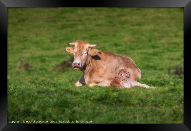 A Limousin Blanc cow and newborn calf relaxing in the sun Framed Print by Rachel Goodinson