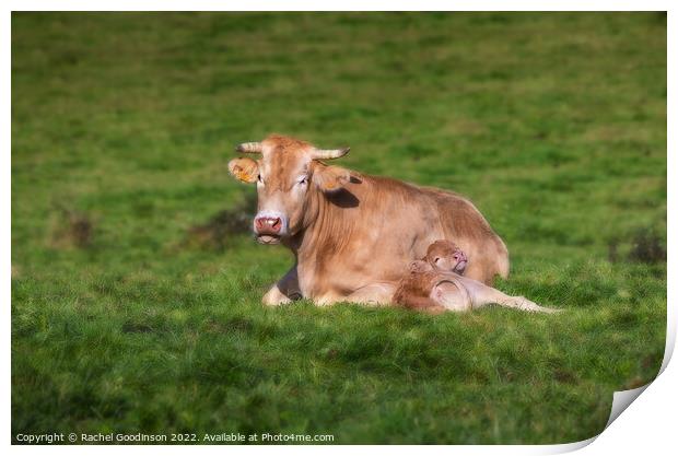 A Limousin Blanc cow and newborn calf relaxing in the sun Print by Rachel Goodinson