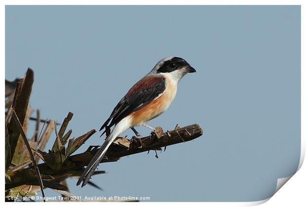 Long-tailed Shrike Print by Bhagwat Tavri