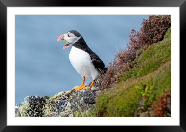 Puffin Framed Mounted Print by Jason Moss